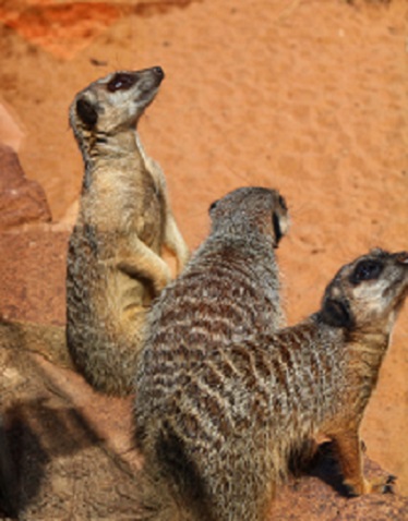 This image has an empty alt attribute; its file name is meerkat.jpg